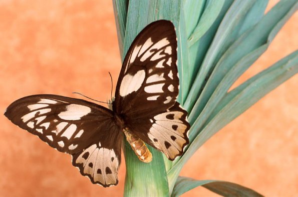 Black and yellow butterfly on green plant uid 1174853