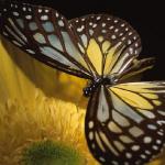 Black and yellow butterfly on yellow flower uid 1175944
