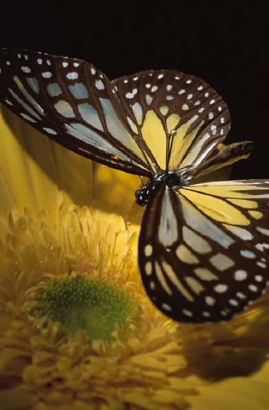 Black and yellow butterfly on yellow flower uid 1175944