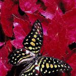 Black and yellow butterfly
