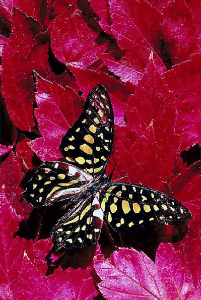 Black and yellow butterfly