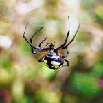 Black and yellow spider in web uid 1013002