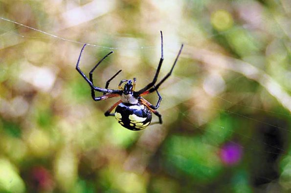 Black and yellow spider in web uid 1013002