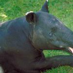 Black anteater