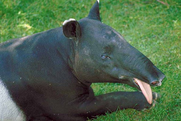Black anteater