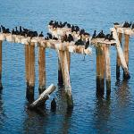 Black birds on dilapidated pier