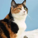 Black orange and white cat uid 1273725