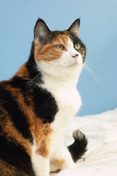 Black orange and white cat uid 1273725