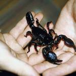 Black scorpion uid 1013003