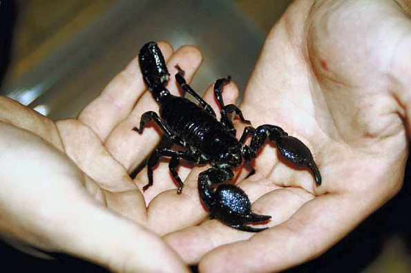Black scorpion uid 1013003