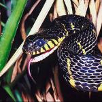 Black with forked tongue