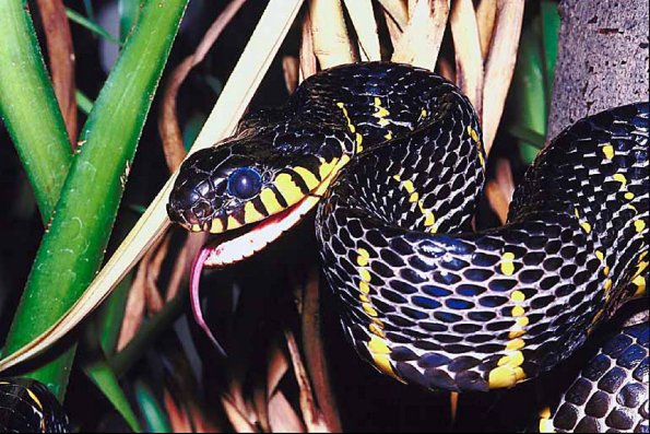 Black with forked tongue