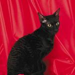 Blackcat2