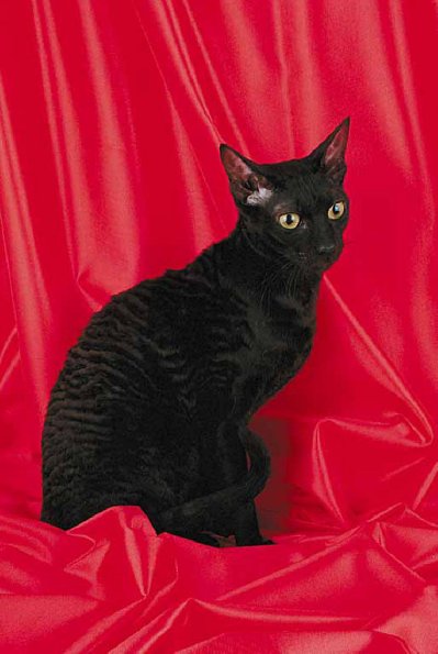 Blackcat2
