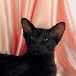 Blackcat