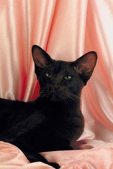 Blackcat