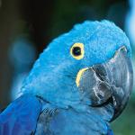 Blue parrot Florida United States uid 1042993