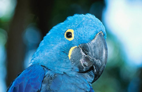 Blue parrot Florida United States uid 1042993