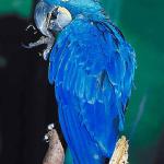 Blue parrot on branch