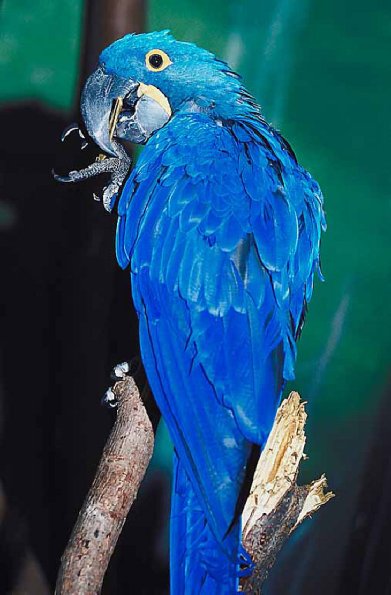 Blue parrot on branch