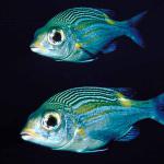 Blue yellow and white fish