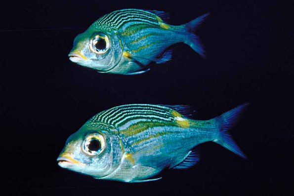 Blue yellow and white fish