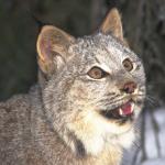 Bobcat