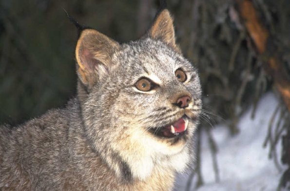 Bobcat