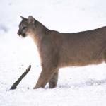 Bocatinsnow