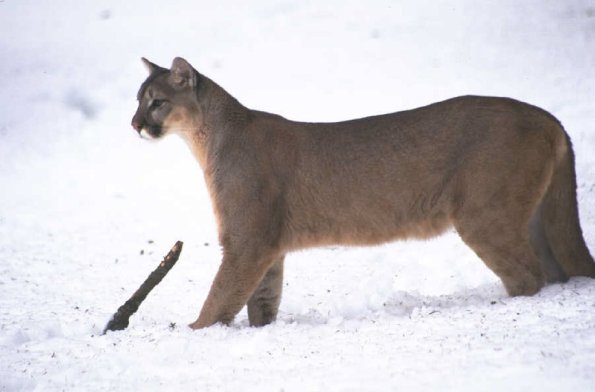 Bocatinsnow