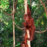 Borneo orangutan uid 1658026