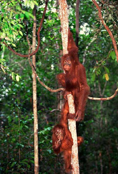 Borneo orangutan uid 1658026