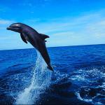 Bottlenose dolphin jumping uid 1014908