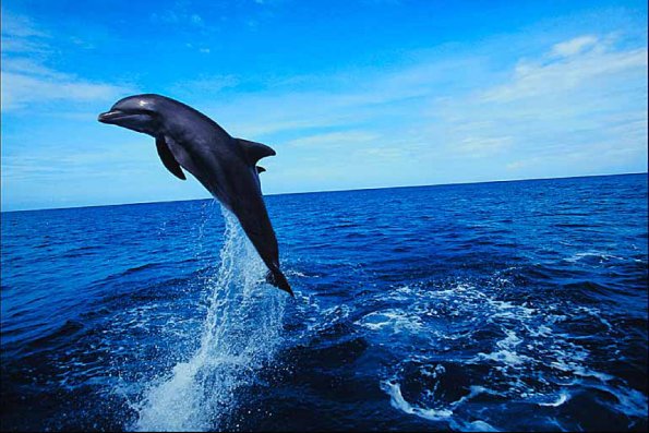 Bottlenose dolphin jumping uid 1014908