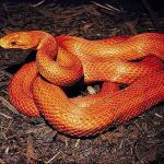 Bright orange coiled snake