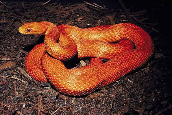 Bright orange coiled snake