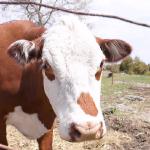 Brown and white cow uid 1181410