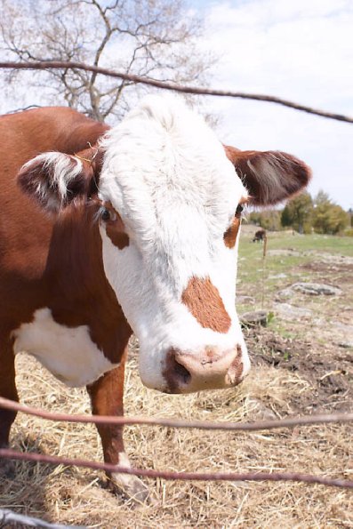 Brown and white cow uid 1181410