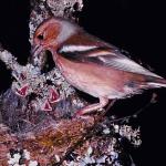 Brown bird feeding chicks uid 1012127