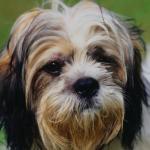 Brown black and white long haired dog