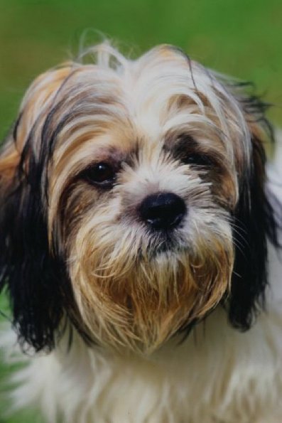 Brown black and white long haired dog