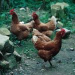 Brown chickens in yard in France 2