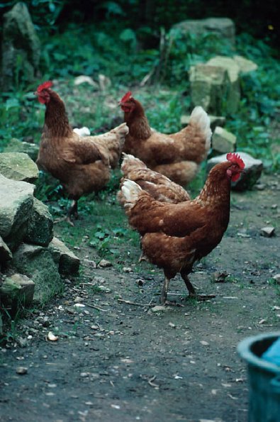 Brown chickens in yard in France 2