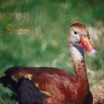 Brown duck with orange beak