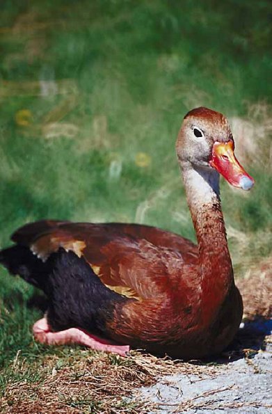 Brown duck with orange beak