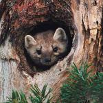 Brown mammal in tree trunk uid 1012813
