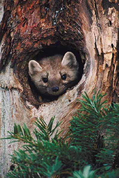 Brown mammal in tree trunk uid 1012813