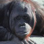 Brown monkey uid 1012902