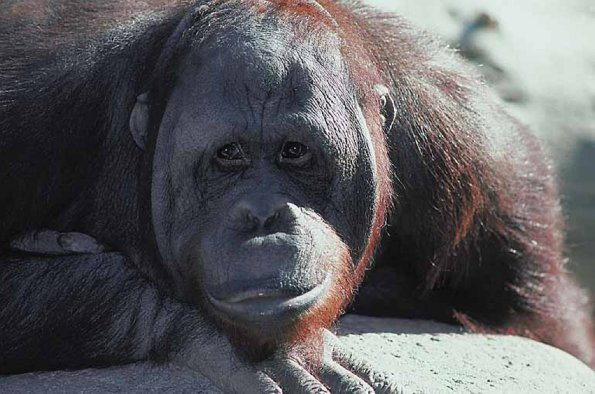 Brown monkey uid 1012902