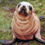 Brown seal pup uid 1012733